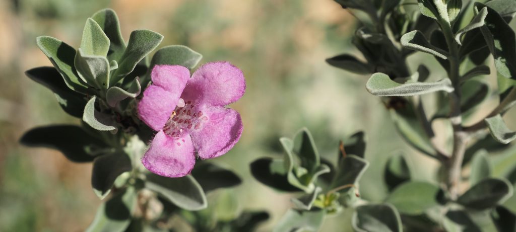 closeup of purple sage flower and leaves